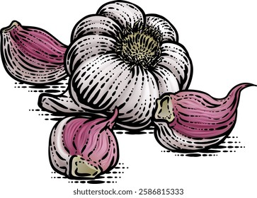 Garlic vegetable illustration in a vintage retro woodcut etching style.