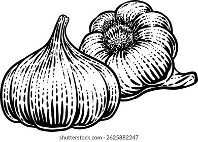 Garlic vegetable illustration in a vintage retro woodcut etching style.