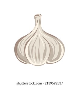 garlic vegetable isolated vector colored.