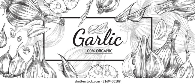 Garlic vegetable, organic vegetarian natural food background. Frame or label backdrop with garlic, hand drawn sketch style vector illustration on white background.