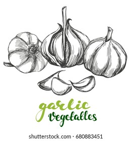 garlic vegetable set hand drawn vector illustration realistic sketch
