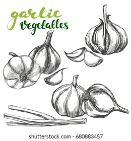 garlic vegetable set hand drawn vector illustration realistic sketch
