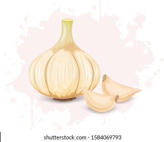 Garlic vegetable vector illustration with garlic cloves on white background