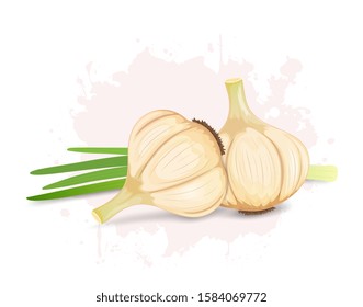 Garlic vegetable vector illustration with Garlic green beans