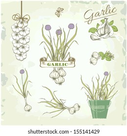 Garlic vegetables, herb, plant,  vintage background, packaging product