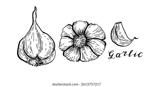 Garlic. Vegetables set. Hand drawn vector isolated sketch.