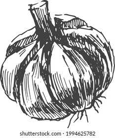 garlic vegetables vector graphics. Sketch doodle illustration hand drawn print textile. Vintage retro  set clipart spicy condiments foods