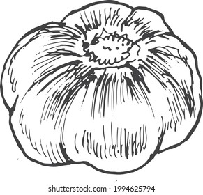 garlic vegetables vector graphics. Sketch doodle illustration hand drawn print textile. Vintage retro  set clipart spicy condiments foods