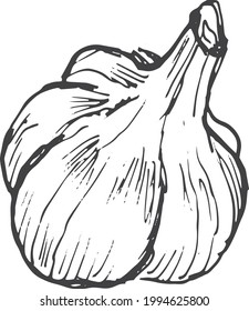 garlic vegetables vector graphics. Sketch doodle illustration hand drawn print textile. Vintage retro  set clipart spicy condiments foods