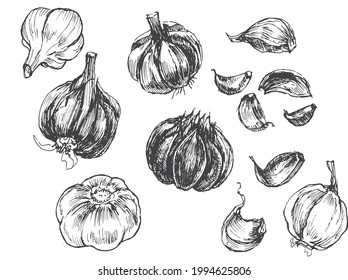 gráficos vectoriales de verduras de ajo. Dibujar la ilustración del doodle a mano imprimir textil. Vintage retro set clipart condimentos picantes alimentos