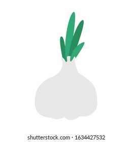 Garlic vegetables vector illustration isolated on a white background