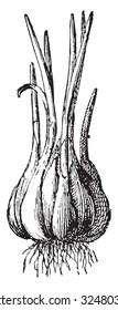 Garlic, vintage engraved illustration. Dictionary of words and things - Larive and Fleury - 1895.
