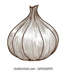 Knoblauchvintage, handgezeichnet, Vektorgrafik
