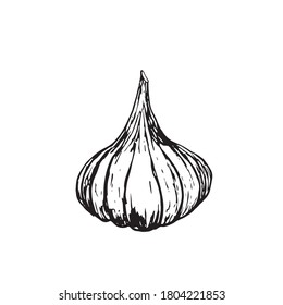garlic, vintage retro engraving. Garlic vegetable cartoon illustration.