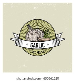 Garlic Vintage set of labels, emblems or logo for vegetarian food, vegetables hand drawn or engraved. Retro farm american style.