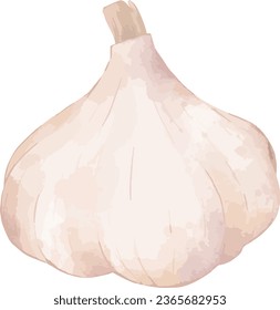 garlic watercolor illustration isolated element