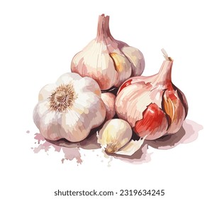 Garlic, watercolor painting style illustration