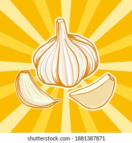 Garlic The White Onion Good For Infographic or Vegetable Book