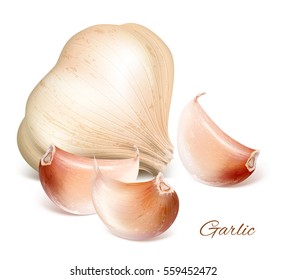 Garlic Whole And Cloves. Fully Editable Handmade Mesh. Vector Illustration.