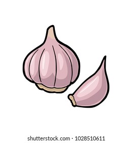 Garlic whole head and clove. Vector color vintage engraving Illustration. Isolated on white background. Hand drawn design element for label, menu and poster