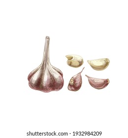 Garlic whole head and clove. Vector vintage hatching color illustration. Isolated on white background. Hand drawn design