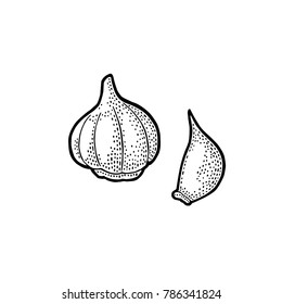 Garlic whole head and clove. Vector black vintage engraving Illustration. Isolated on white background. Hand drawn design element for label, menu and poster