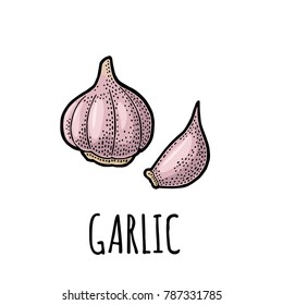 Garlic whole head and clove. Vector color vintage engraving Illustration. Isolated on white background. Hand drawn design element for label, menu and poster