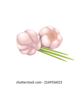 Garlic whole head and herbs vector illustration. Cartoon isolated organic garlic bulbs in peel and green leaves, vitamin food ingredient for cooking and vegetable harvest with growing spring leaf