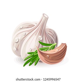 Garlic whole piece with rosemary and drops of water on white. Vector illustration. No gradients
