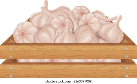 Garlic. Wooden box with garlic. Ripe farm vegetables. Garlic in a wooden box. Vector illustration isolated on a white background