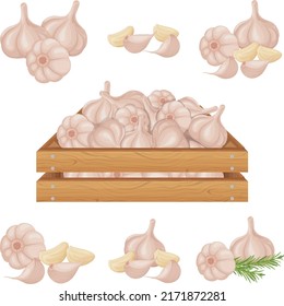 Garlic. Garlic in a wooden box. Wooden box with ripe garlic. Image of garlic heads. Vitamin vegetables from the garden. Vector illustration