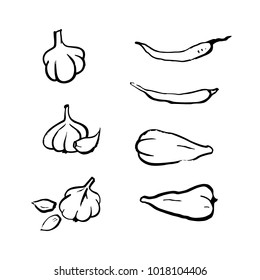 Garlick and pepper. Set of hand drawn isolated sketches of spicy and hot ingredients. Vector doodle illustration for food package