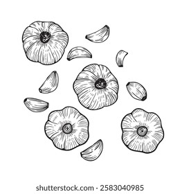 Garlick set line art style vector. For package design, flyers, pamphlet 