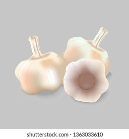 Garlic's pile on white and gray background vector.