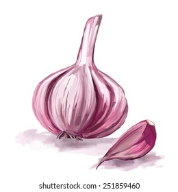 garlicvector illustration  hand drawn  painted watercolor 
