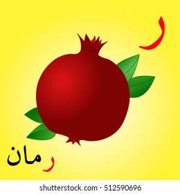Garnet colored with Arabic letters "Ra" and Arabic word "rumman" , translated from English - garnet, vector.