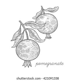 Garnet fruit. Vector plant isolated on white background. Designed to create package of health and beauty natural products.