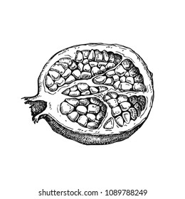 Garnet. Hand drawn fruit isolated on white. Can be used for vegan products, brochures, banner, restaurant menu, farmers market and organic food store