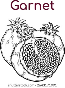 Garnet line drawing. Vintage pineapple whole, slices, pineapple with leaves, pineapple circle for juice label. Vector black ink outline food sketch illustration with juicy slice and peel of 