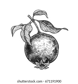 Garnet. Realistic vector illustration plant. Hand drawing. Fruit, leaf, branch of tree isolated on white background. Decoration for products for health and beauty. Vintage black white engraving.
