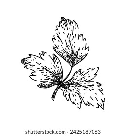 garnish parsley hand drawn. green food, fresh herb, cooking bunch garnish parsley vector sketch. isolated black illustration