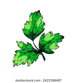 garnish parsley hand drawn. green food, fresh herb, cooking bunch garnish parsley vector sketch. isolated color illustration