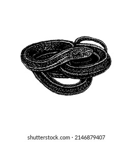 Garter Snake hand drawing vector illustration isolated on white background