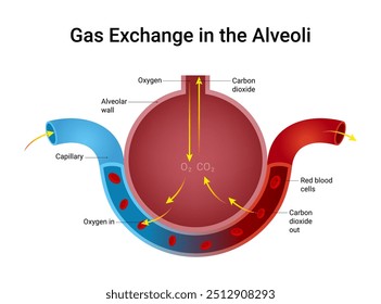 Troca de gases na Ilusão dos Alvéolos