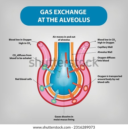Gas Exchange at the Alveolus