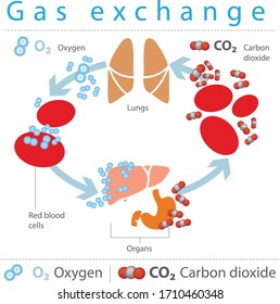Gas exchange in the lungs Anatomy