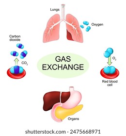 Gas exchange process from oxygen intake in blood flow to carbon dioxide expulsion by lungs. Human respiratory system. Lung and internal organs. Oxygen transport cycle. Vector poster