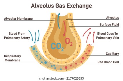 Gas Exchange. Respiratory Membrane Of Alveoli, Oxygen And Carbon Dioxide Exchange Between Alveoli And Capillaries, External Respiration Mechanism. Flat Vector Illustration