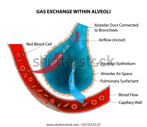 Alveoli Gas Exchange Diagram Explained