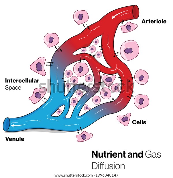 Gaseous and nutrient exchange between cells and blood\
vessel. 